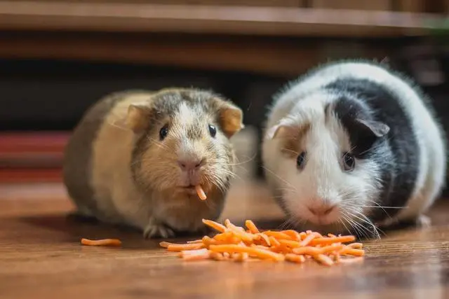 10 Affordable and Easy-to-Care-for Small Pets