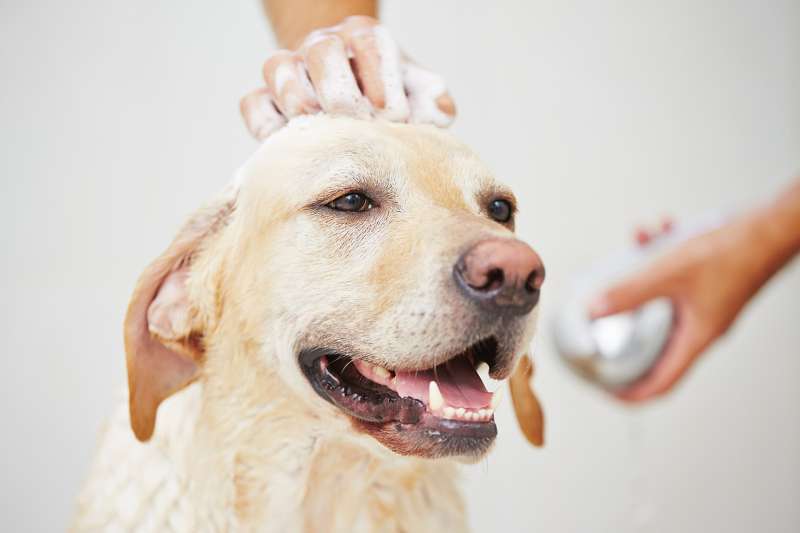 10 Essential Dog Care Tips for New Owners