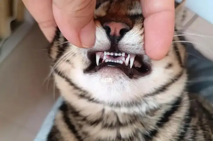 Cat Oral Hygiene: Steps to Prevent Tartar Buildup