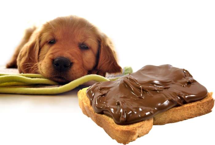 Dog Safety, Pet Care, Chocolate Poisoning, Canine Health, Dog Owners Guide