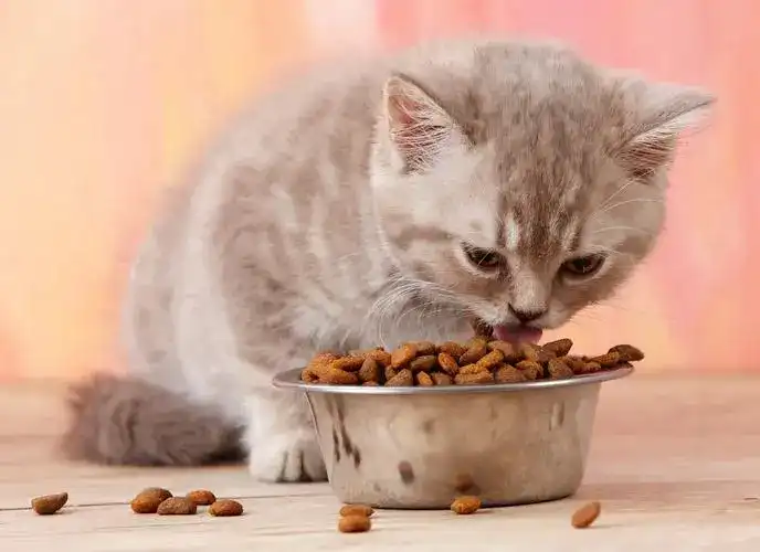  Common Mistakes in Cat Feeding