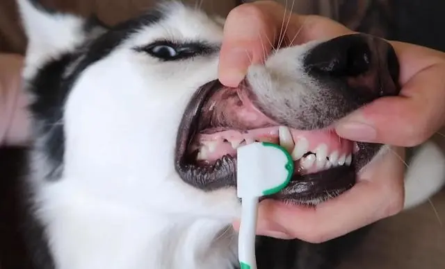 Dog Dental Health: Common Issues and Solutions for Optimal Care