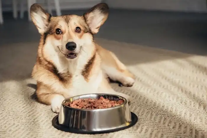 Dog Food and Treat Pairing Guide: Balancing Nutrition and Indulgence