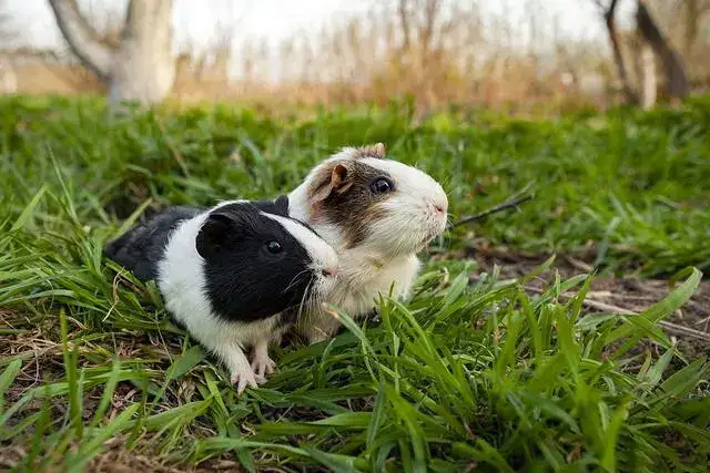 Guinea Pig Care Methods and Precautions for Responsible Ownership