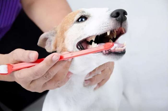 How to Brush Your Dog's Teeth: 3 Effective Methods for Dog Dental Care