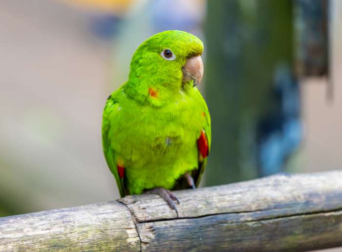 How to Care for Parrots: Important Tips for Successful Ownership