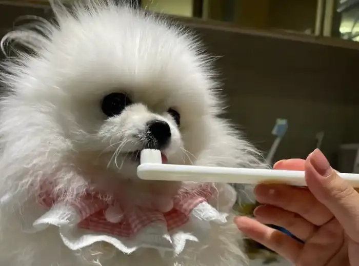 How to Choose the Best Dog Toothbrush for Your Pet