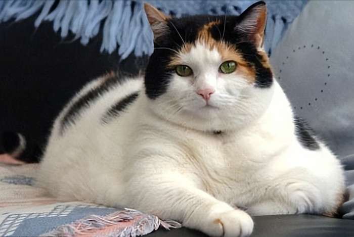 How to Prevent Obesity in Cats