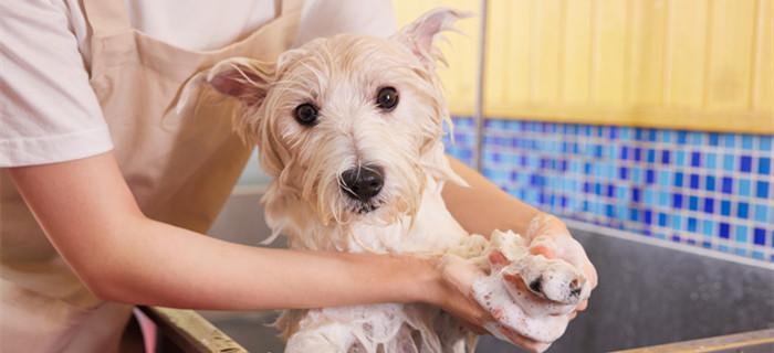 How to Properly Bathe a Dog