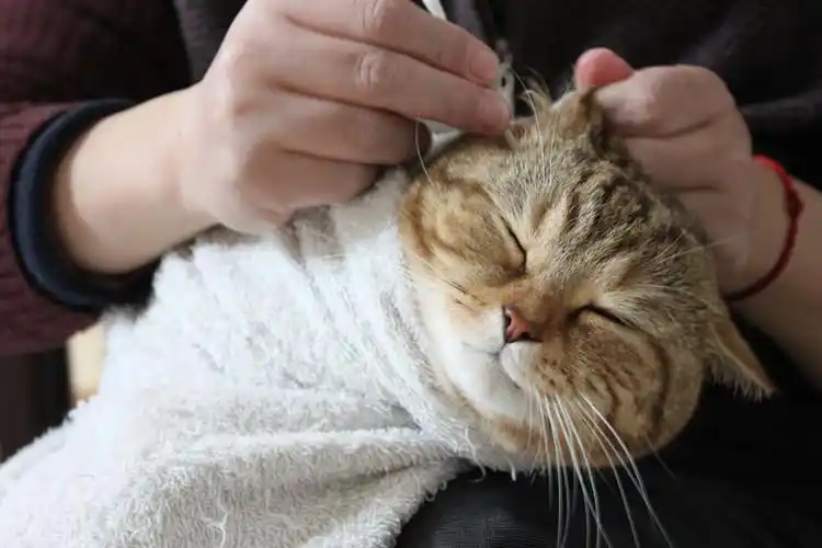 How to Properly Clean Your Cat's Ears