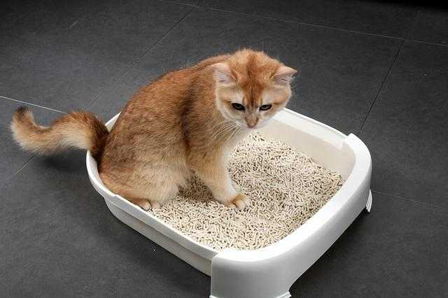 How to Train Your Cat to Use the Litter Box