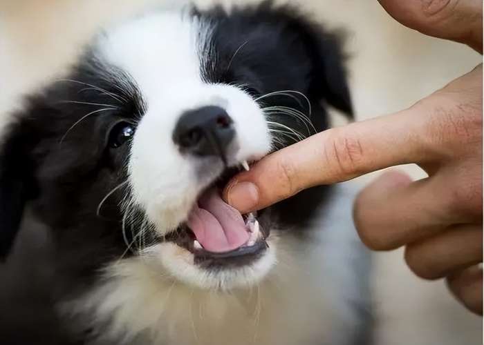 How to Train Your Dog Not to Bite: Effective Strategies for Safe and Happy Pets