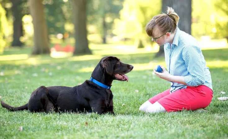 How to Train Your Dog to Obey Commands