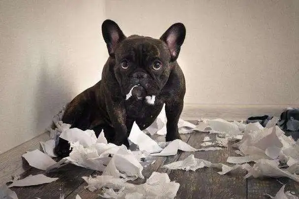 My Home is a Mess Because of My Dog Chewing Everything! Effective Solutions to Try