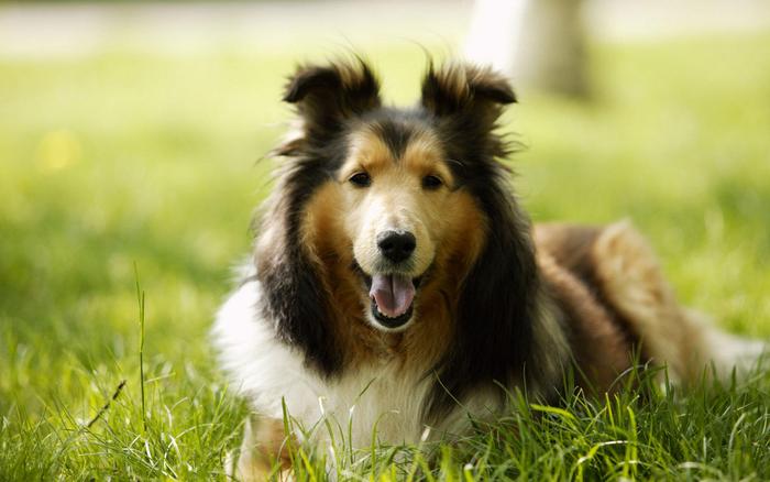 Recognizing Signs of Common Dog Diseases