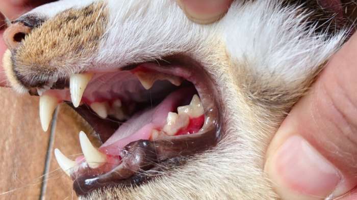 Symptoms of Feline Stomatitis What Medications Should You Use