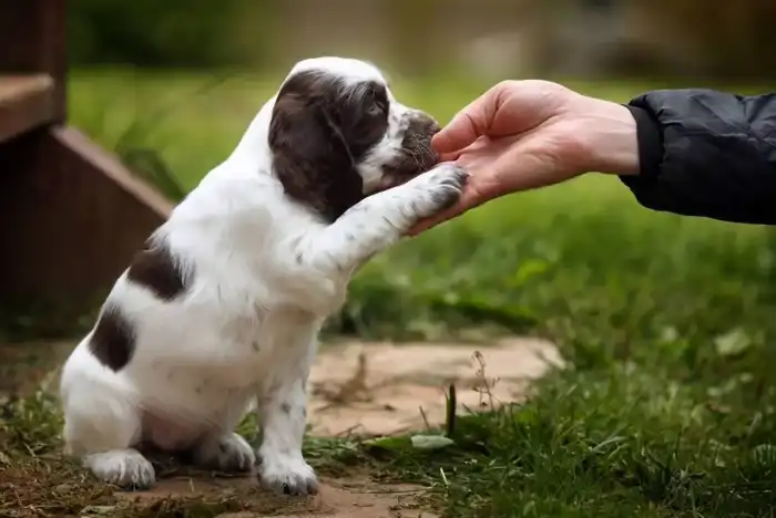 Ten Training Tips for Making Your Dog More Obedient