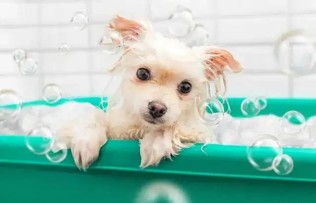 The Right Way to Bathe Your Dog: A Comprehensive Guide