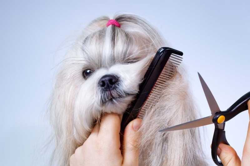 The Ultimate Guide to Dog Grooming for All Breeds