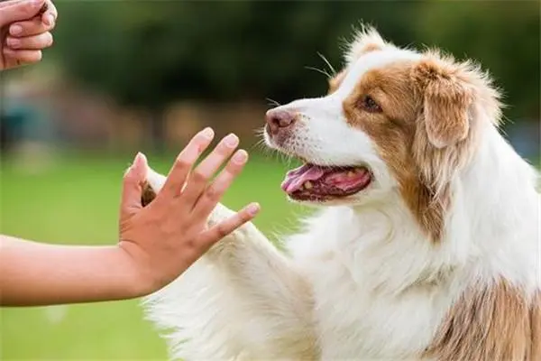 Top 15 Common Mistakes in Dog Training Have You Made Them