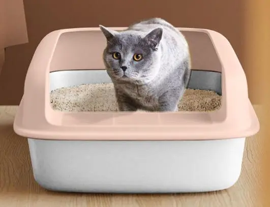 Training Tips to Help Your Pet Get Used to Cat Litter A Complete Guide