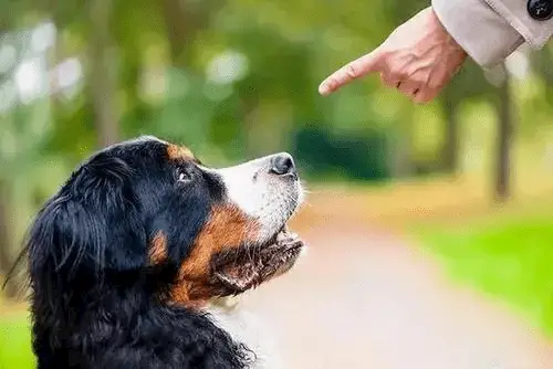 Understanding Basic Dog Training Commands