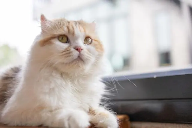 What Defects Do Scottish Fold Cats Have That Make Cat Owners Avoid Them