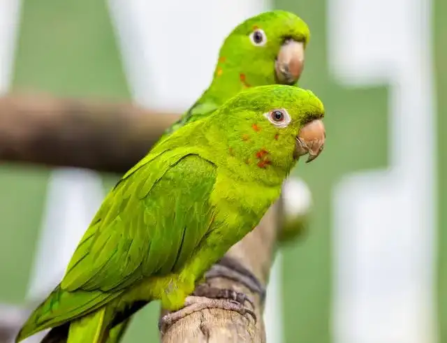 What Do Parrots Generally Like to Eat? A Comprehensive Guide