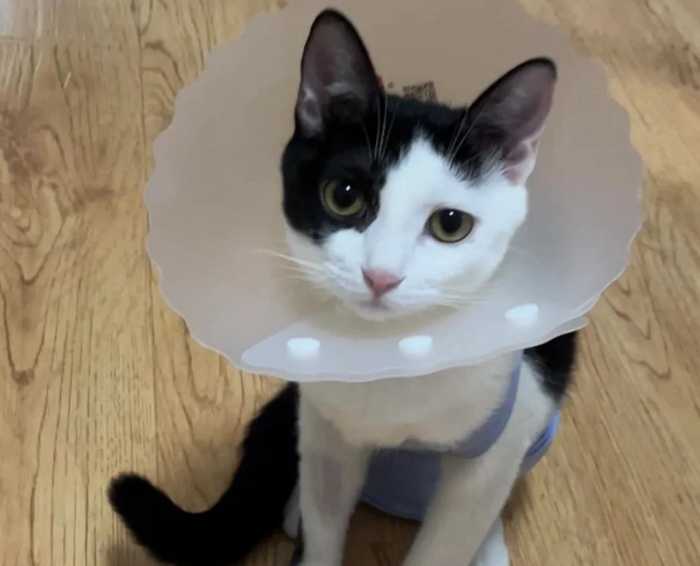 What to Do If Your Cat Licks Its Wound After Spaying: A Comprehensive Guide