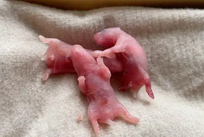 What to Do When Your Hamster Gives Birth