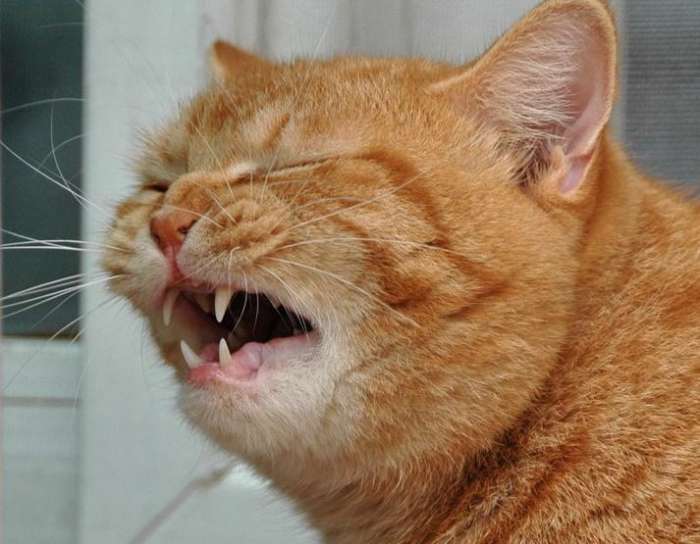 Why Is Your Cat Sneezing? Understanding the Causes and Solutions