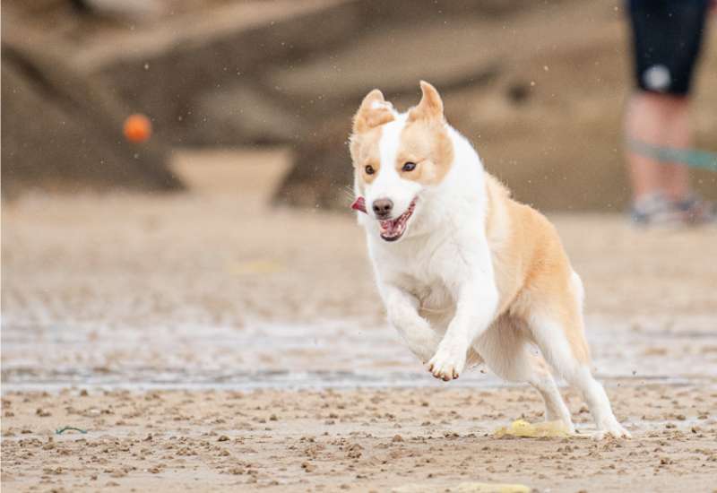 Best Positive Reinforcement Training Techniques for Dogs