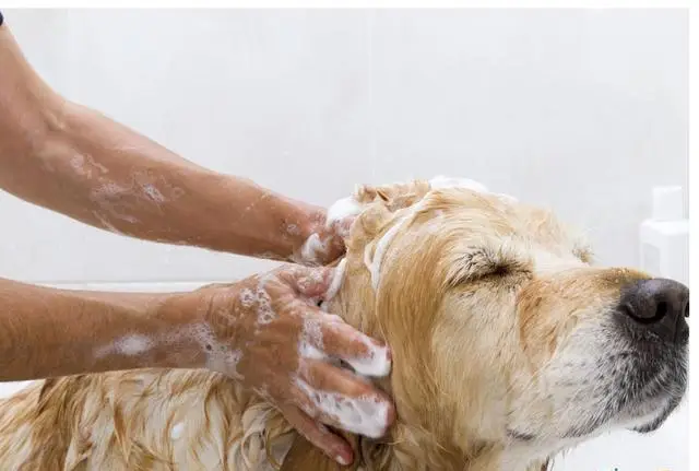 Why Do Dogs Fear Baths? Uncovering 5 Truths Many Pet Owners Don’t Know