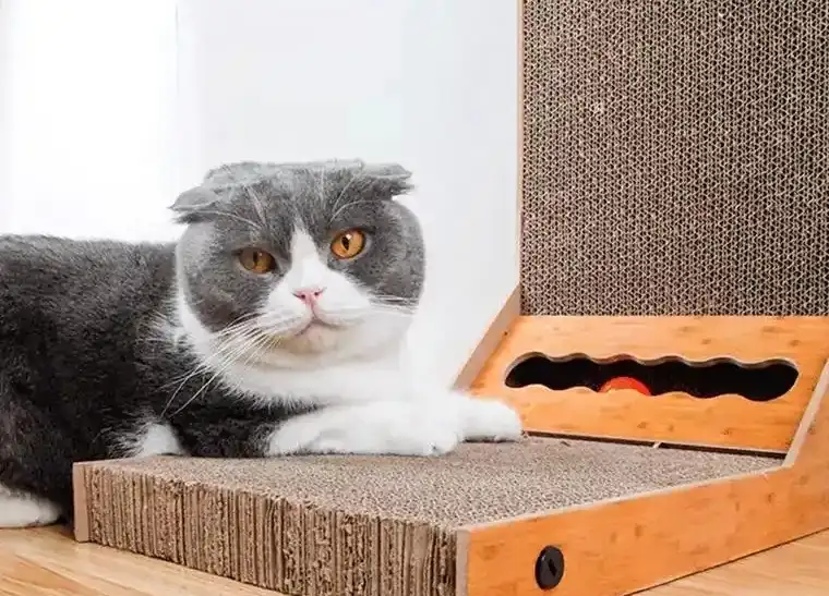 How to Stop a Cat from Scratching Furniture