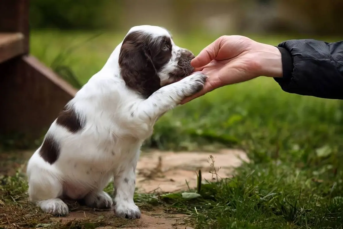 Best Positive Reinforcement Training Techniques for Dogs